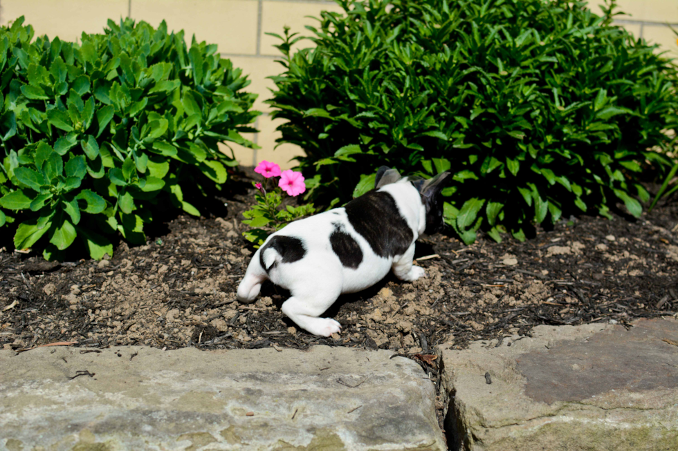 Petite Frenchie Purebred Puppy