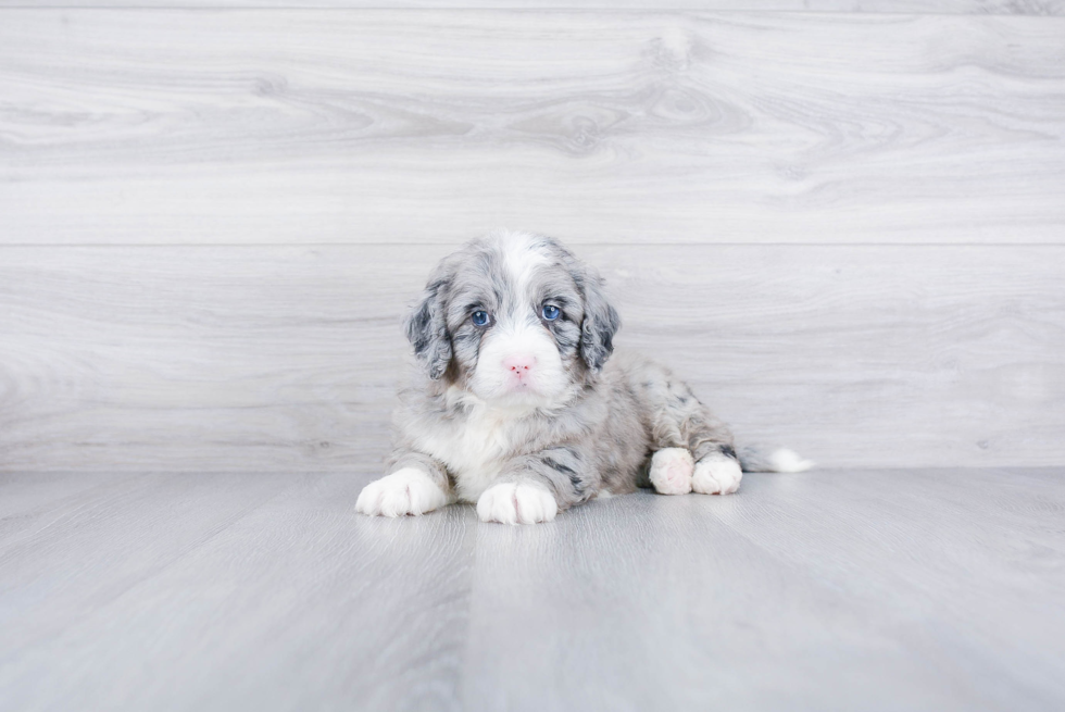 Small Mini Bernedoodle Baby