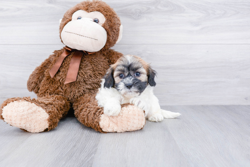 Petite Teddy Bear Designer Pup
