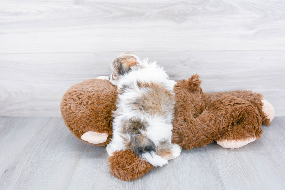 Petite Teddy Bear Designer Pup