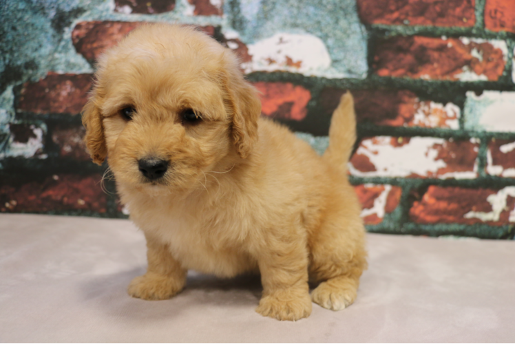 Little Golden Retriever Poodle Mix Puppy