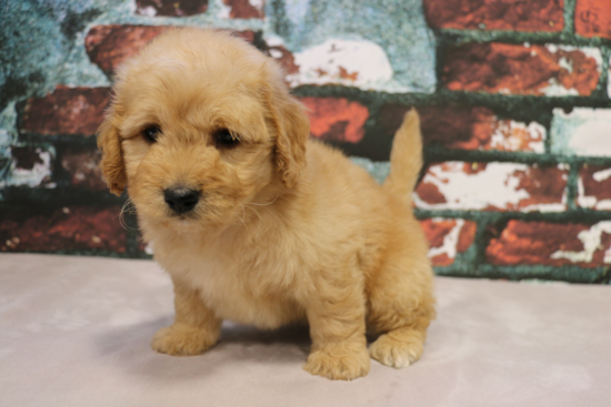 Little Golden Retriever Poodle Mix Puppy