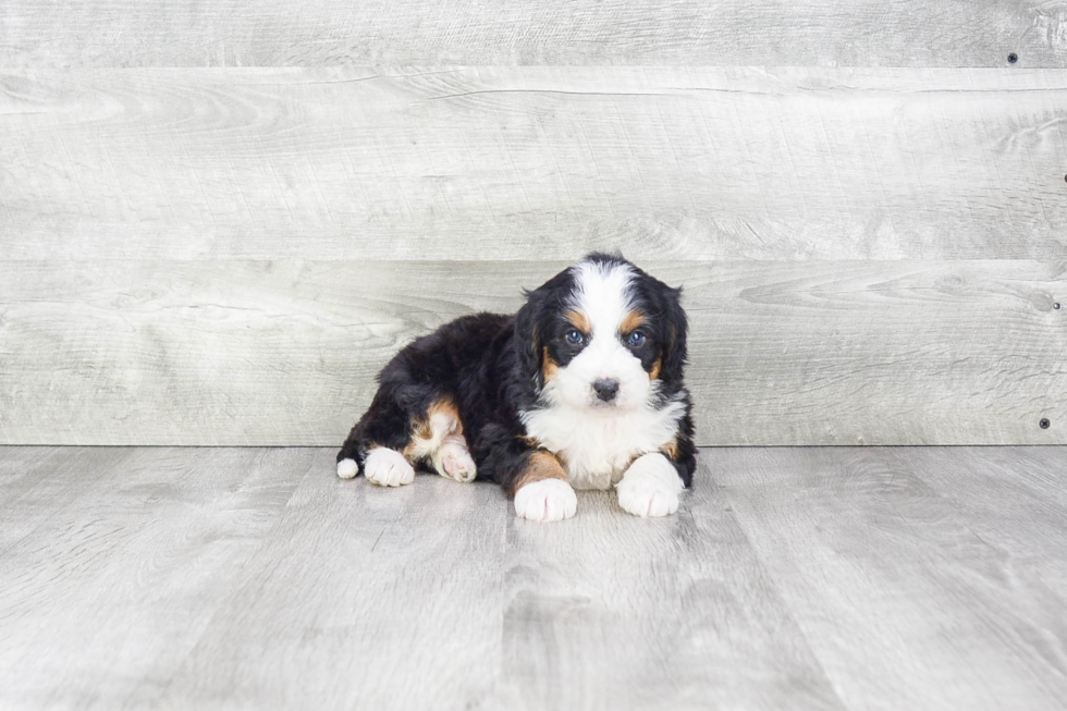 Best Mini Bernedoodle Baby