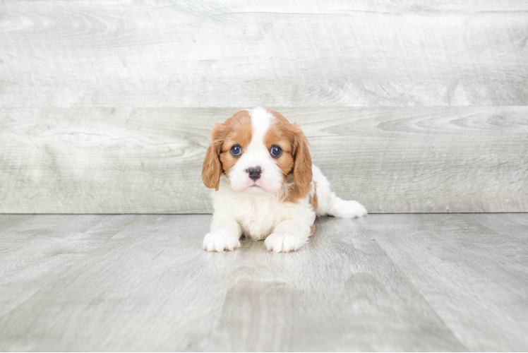 Cavalier King Charles Spaniel Pup Being Cute