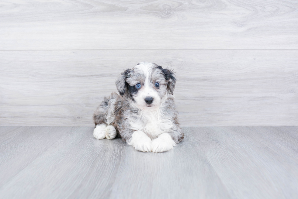 Fluffy Mini Aussiedoodle Poodle Mix Pup