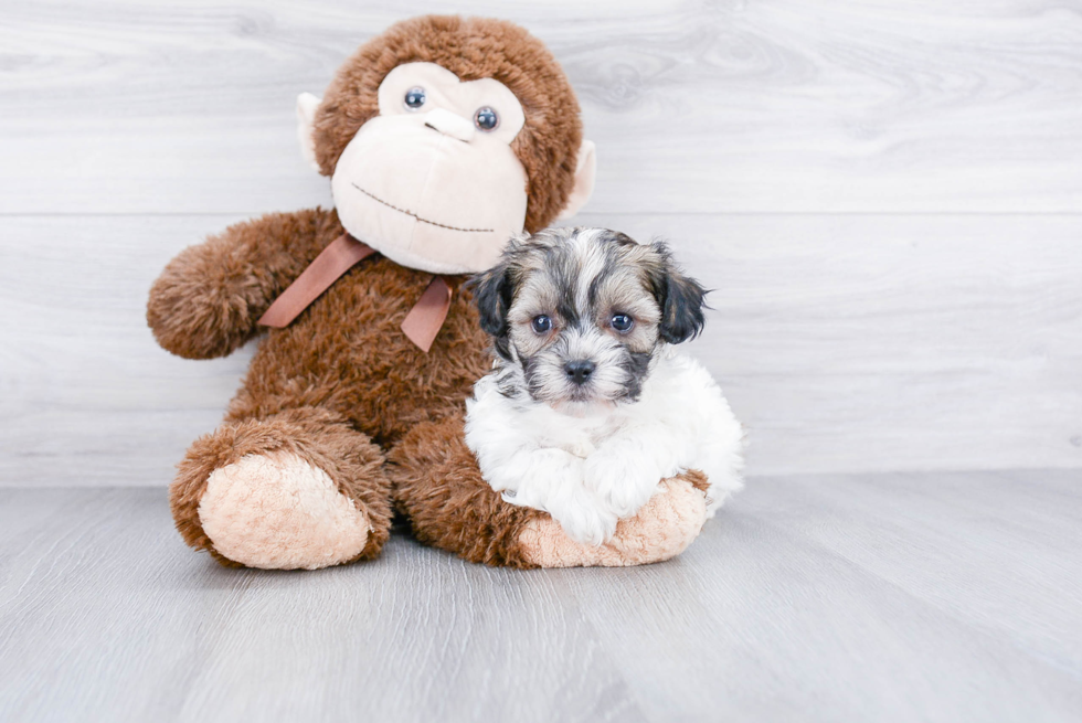 Popular Teddy Bear Designer Pup