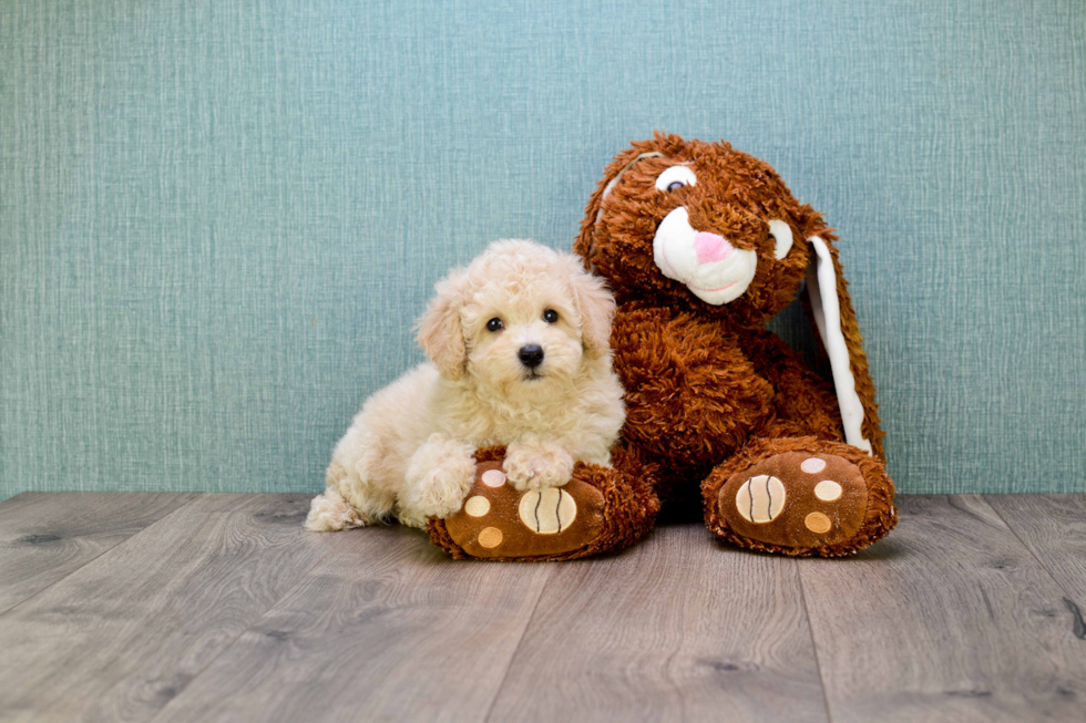 Best Cavapoo Baby