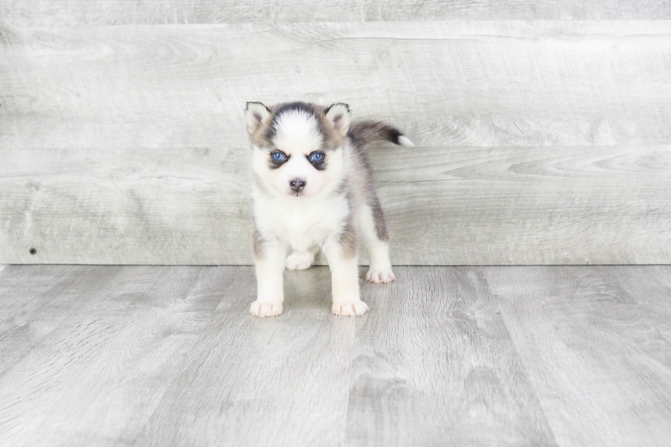 Pomsky Pup Being Cute