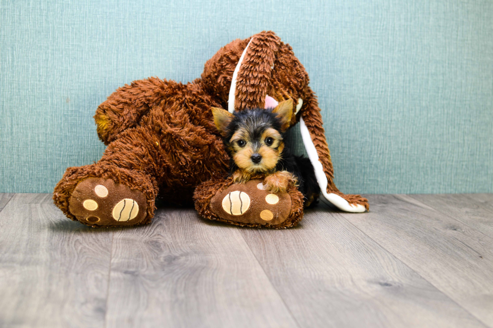 Meet Beckham - our Yorkshire Terrier Puppy Photo 