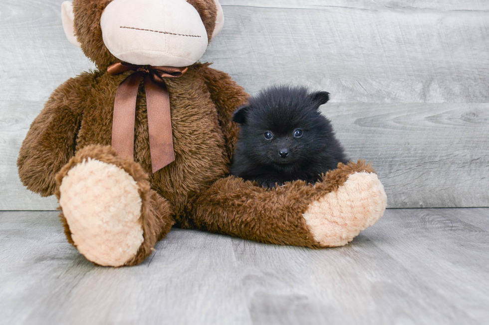 Friendly Pomeranian Purebred Pup