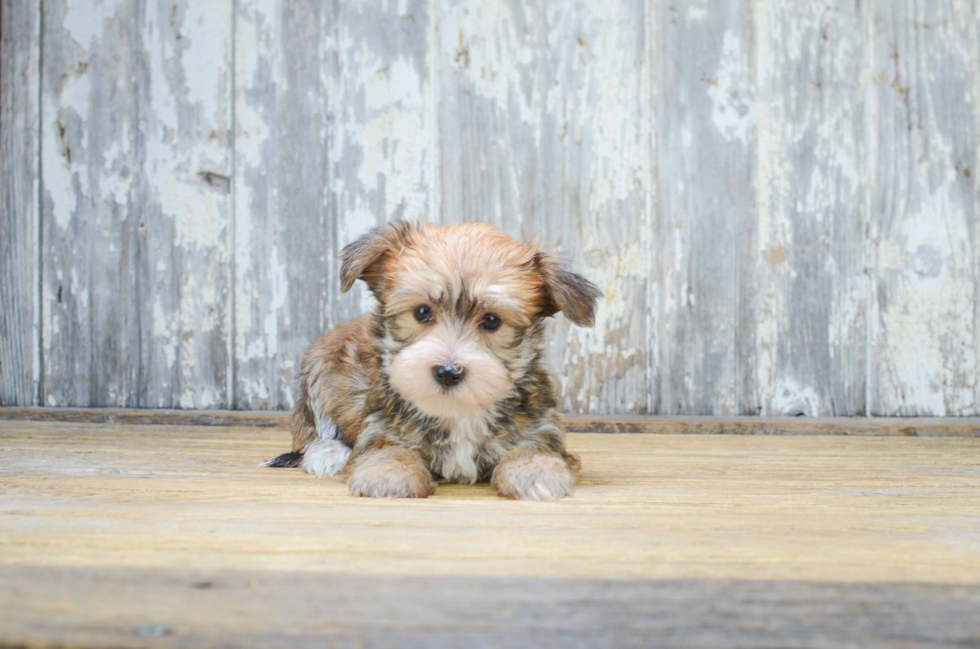 Happy Morkie Baby