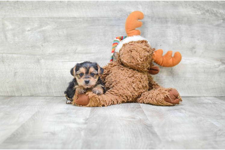 Yorkie Poo Puppy for Adoption