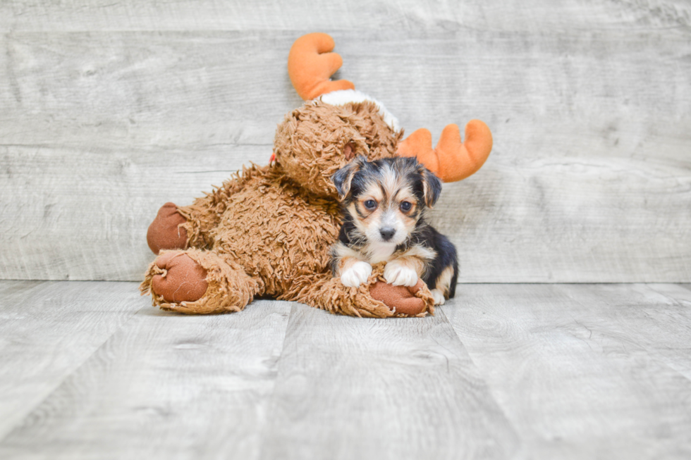 Morkie Puppy for Adoption