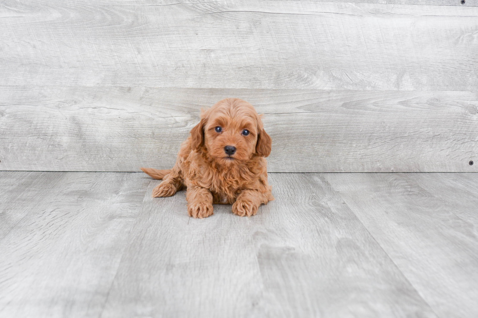 Mini Goldendoodle Pup Being Cute