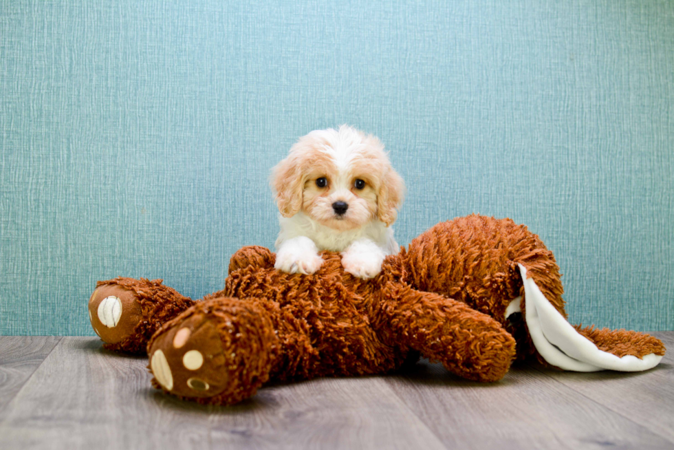 Cavachon Pup Being Cute