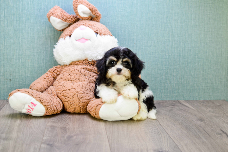 Cavachon Puppy for Adoption