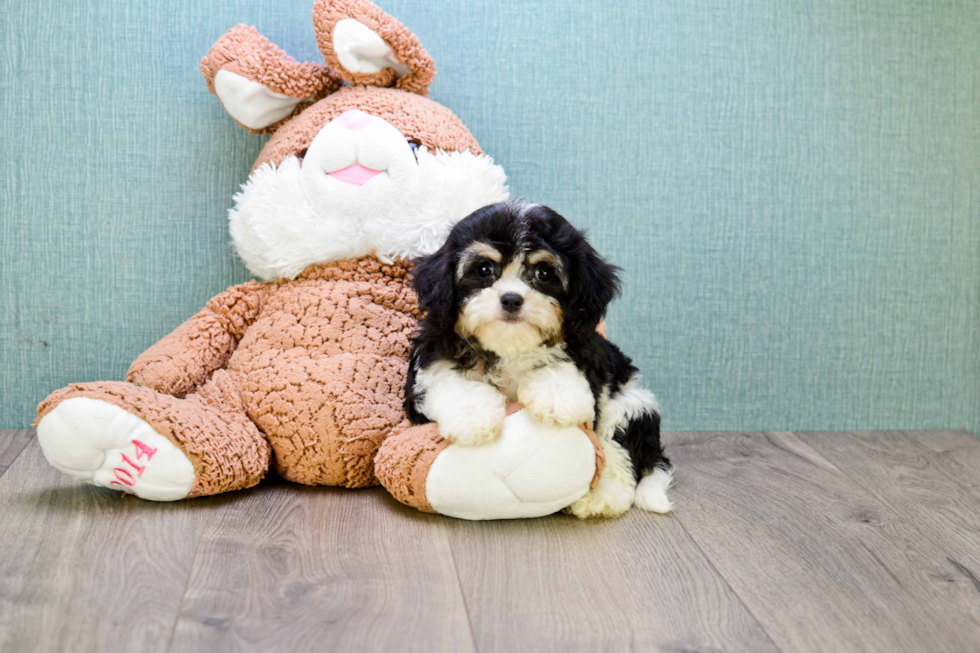 Cavachon Puppy for Adoption