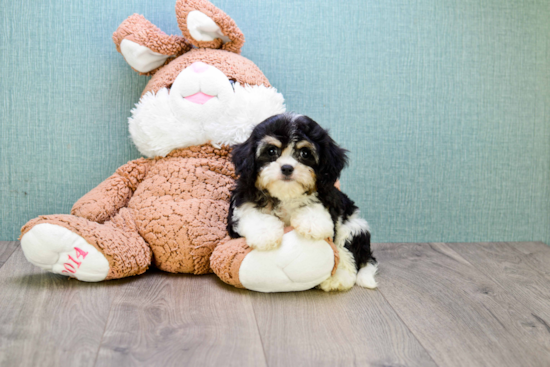 Cavachon Puppy for Adoption