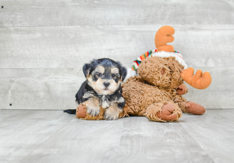 Small Morkie Baby
