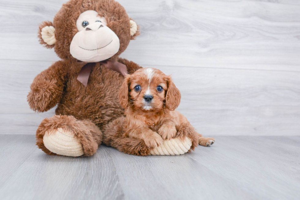 Cute Cavalier King Charles Spaniel Purebred Puppy