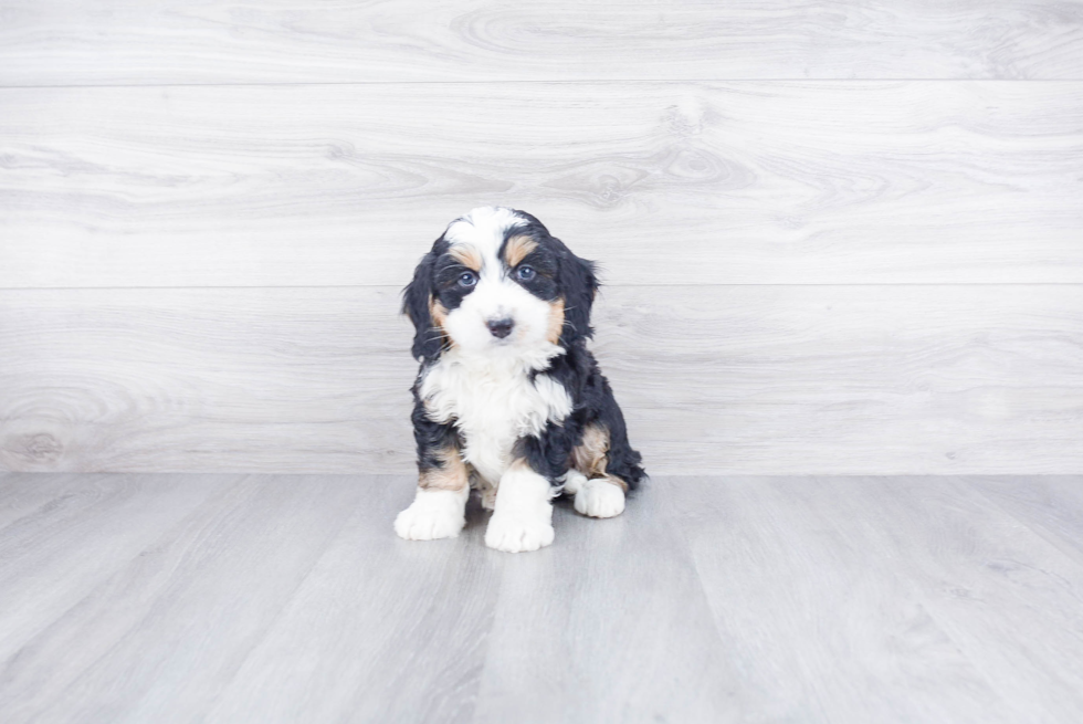 Mini Bernedoodle Pup Being Cute