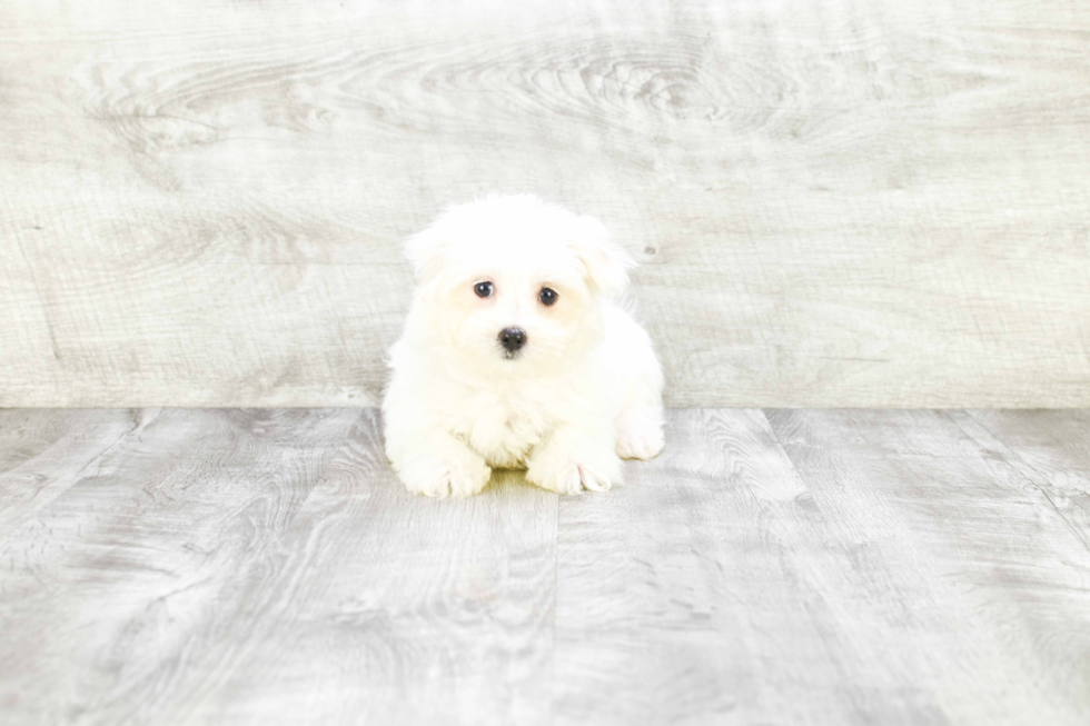 Petite Maltese Purebred Puppy