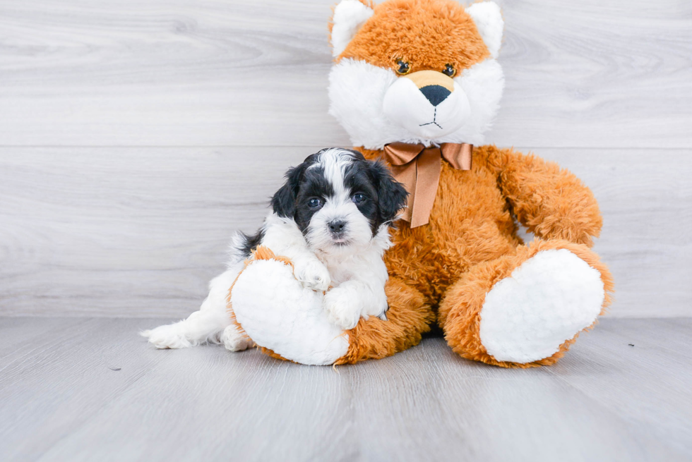 Teddy Bear Pup Being Cute