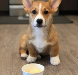 Pembroke Puppies For Sale - Premier Pups