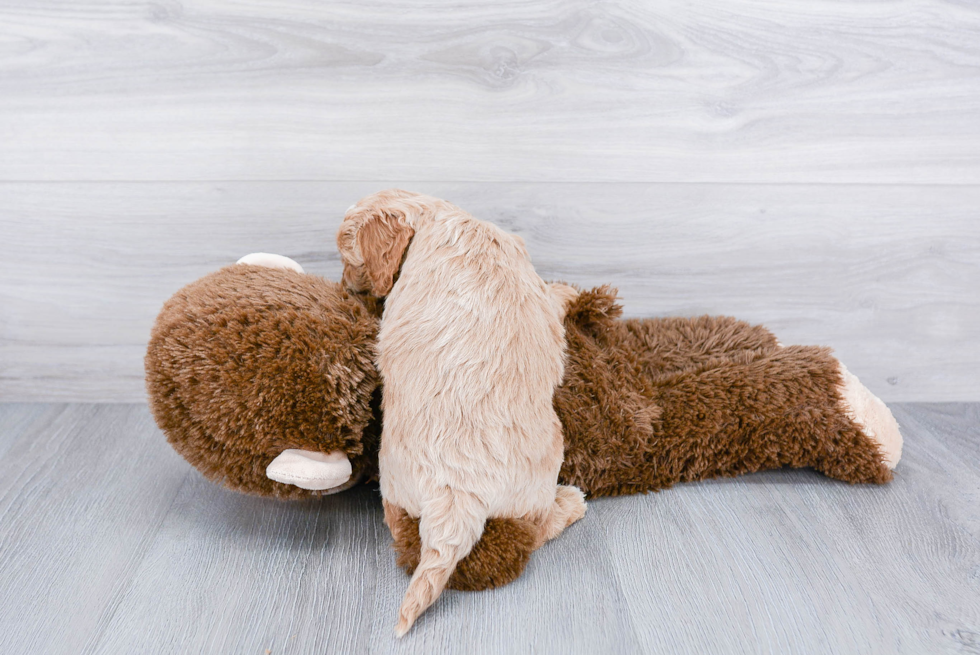 Playful Cockerpoo Poodle Mix Puppy