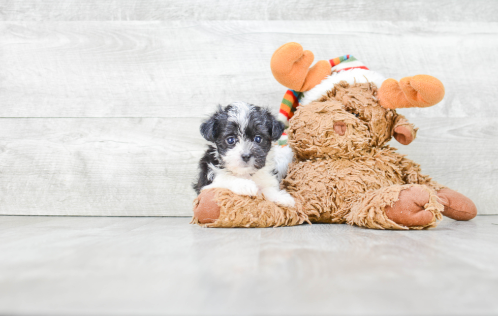 Petite Morkie Designer Pup
