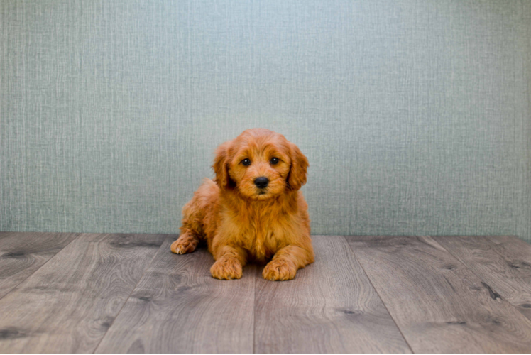 Popular Mini Goldendoodle Poodle Mix Pup