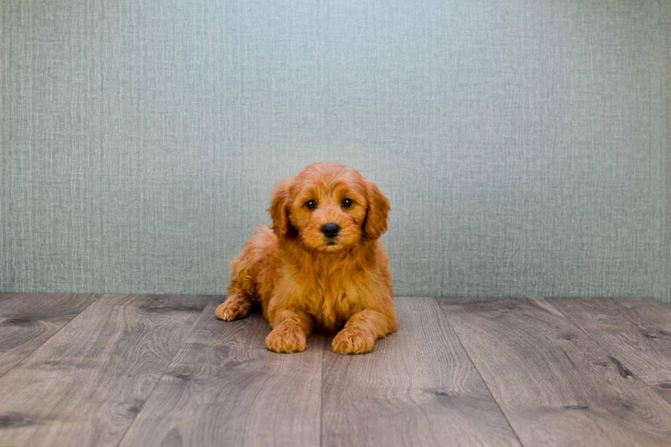 Popular Mini Goldendoodle Poodle Mix Pup