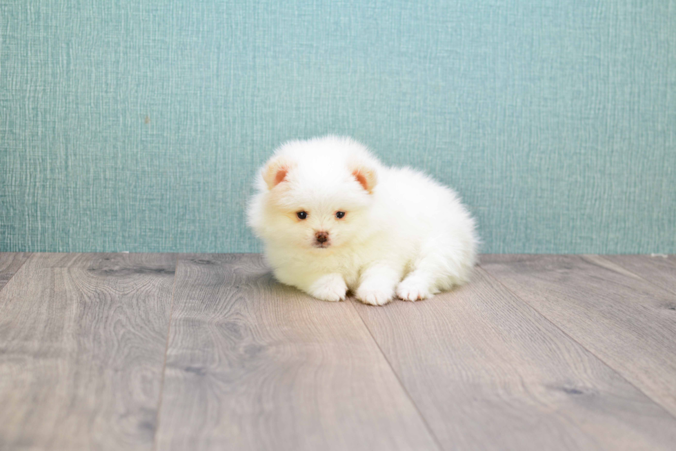 Pomeranian Puppy for Adoption