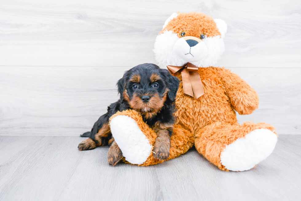 Little Bernadoodle Poodle Mix Puppy