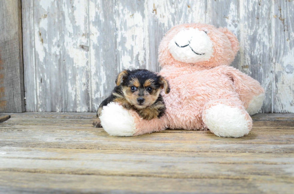 Small Yorkie Poo Baby