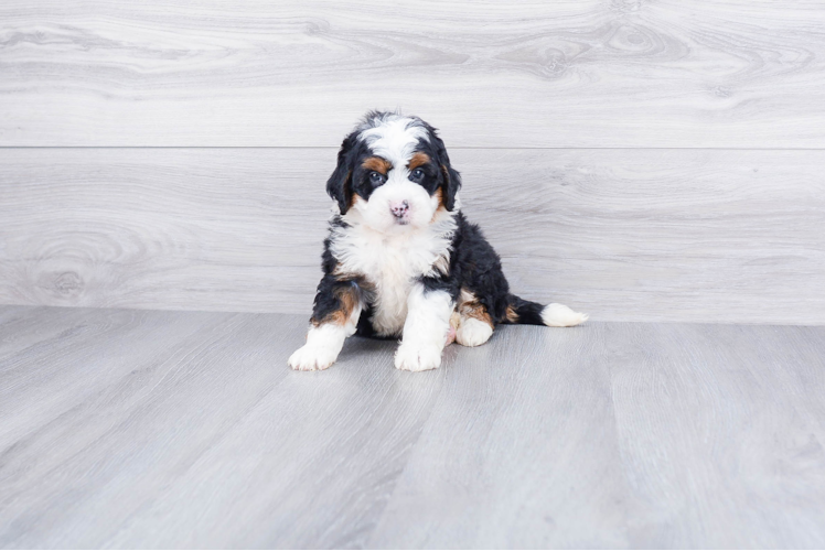 Mini Bernedoodle Puppy for Adoption