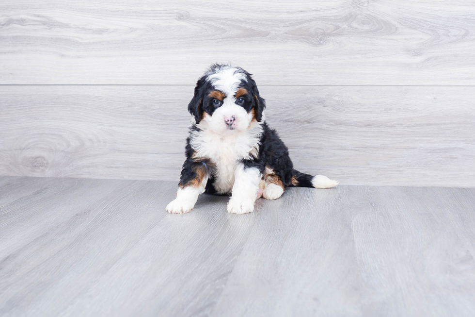 Mini Bernedoodle Puppy for Adoption