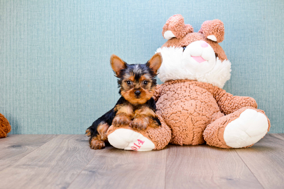 Meet  Joey - our Yorkshire Terrier Puppy Photo 