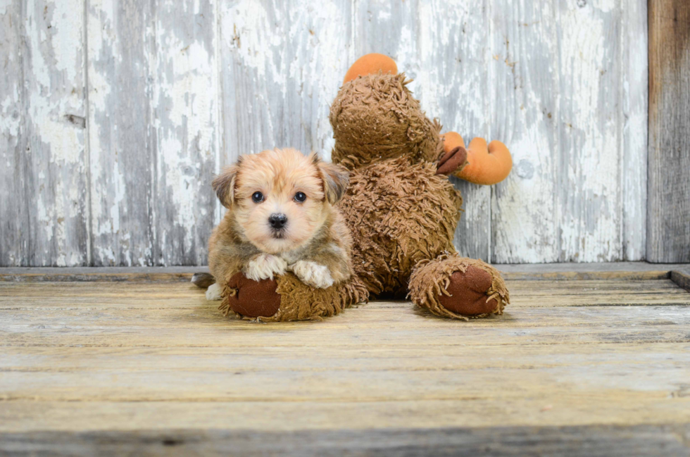 Hypoallergenic Yorkie Designer Puppy