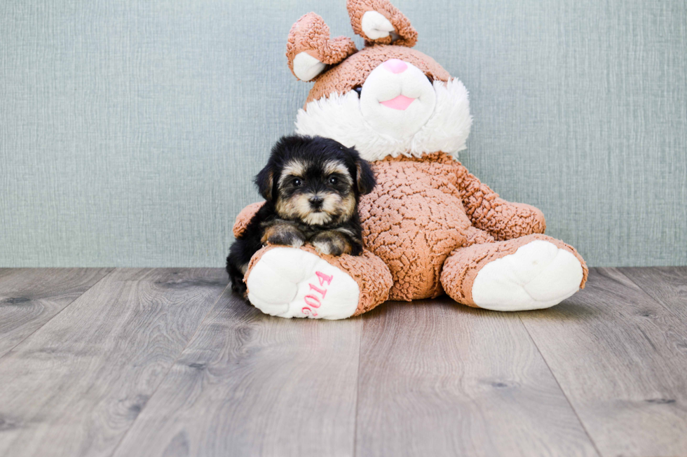 Best Morkie Baby