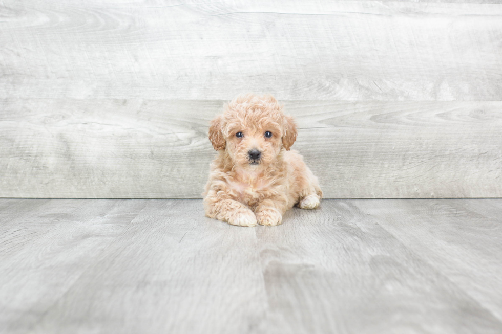 Maltipoo Puppy for Adoption
