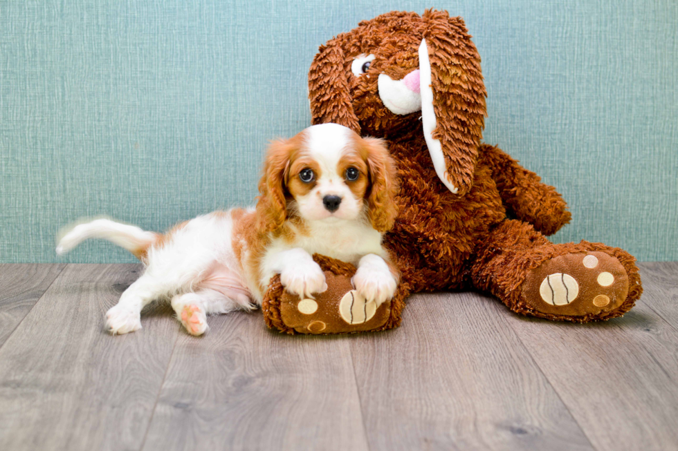 Cavalier King Charles Spaniel Puppy for Adoption