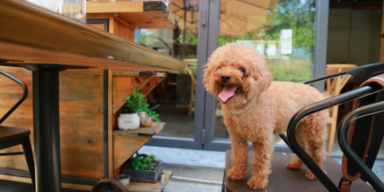 Everything You Need to Know About the Bichpoo 