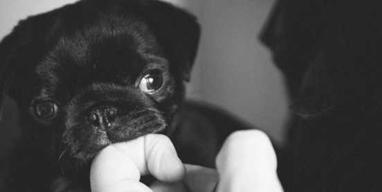 How To Stop A Puppy From Biting You