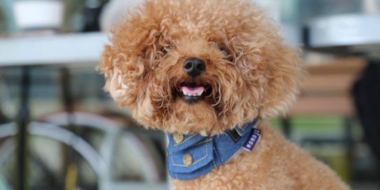 Poodle Grooming Guide