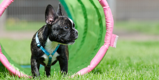Training a French Bulldog
