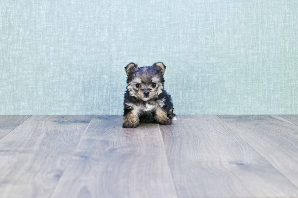 Friendly Morkie Baby