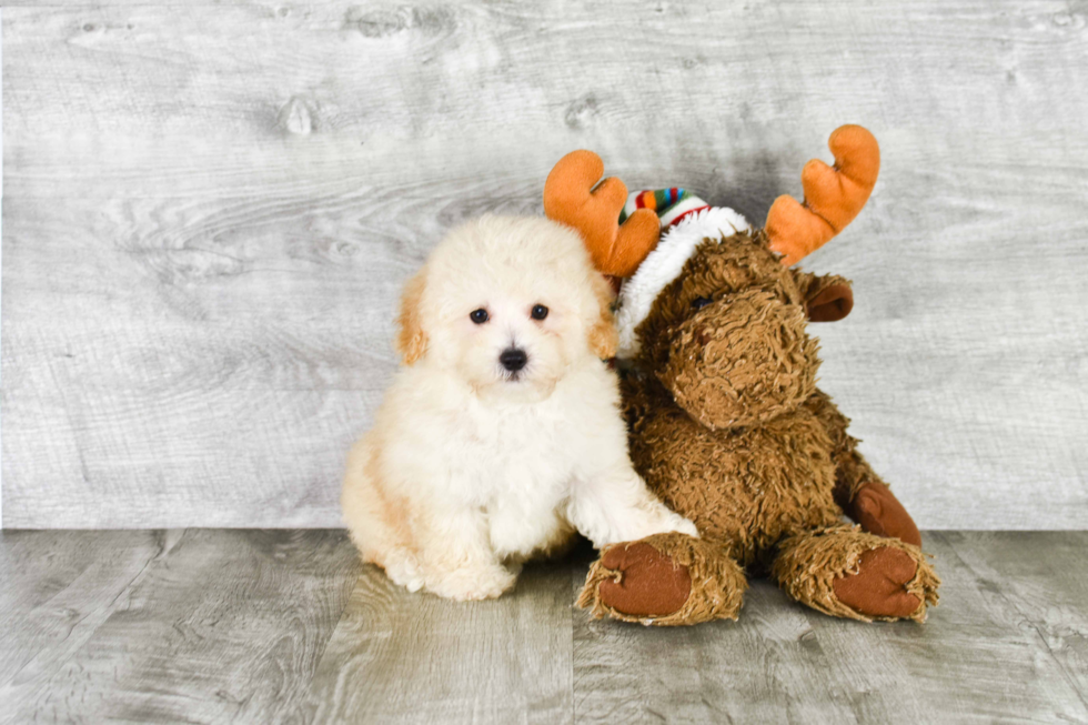 Happy Pudle Purebred Puppy