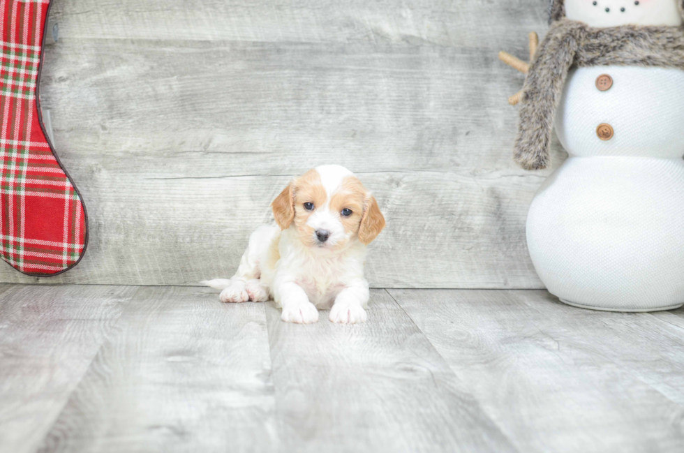 Funny Cavachon Designer Pup