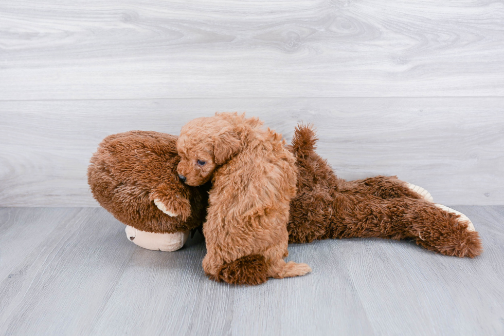 Happy Pudle Purebred Puppy